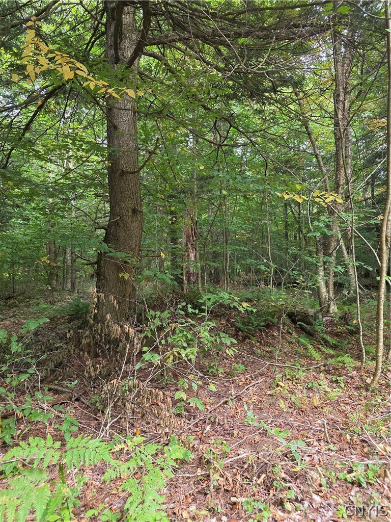 Woodland Drive