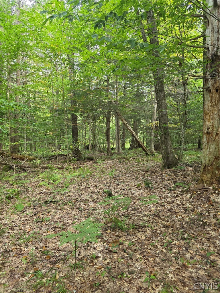Woodland Drive