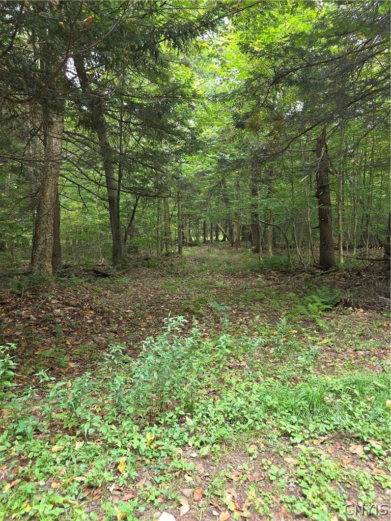Woodland Drive