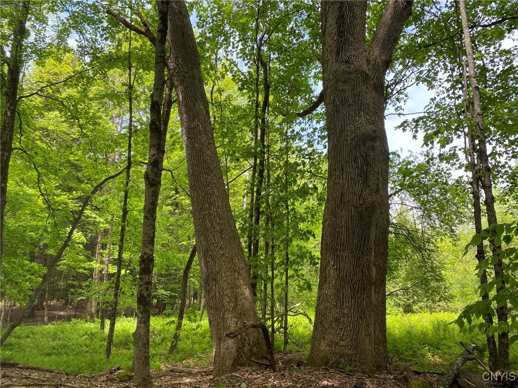 White Road, Parish, New York image 14