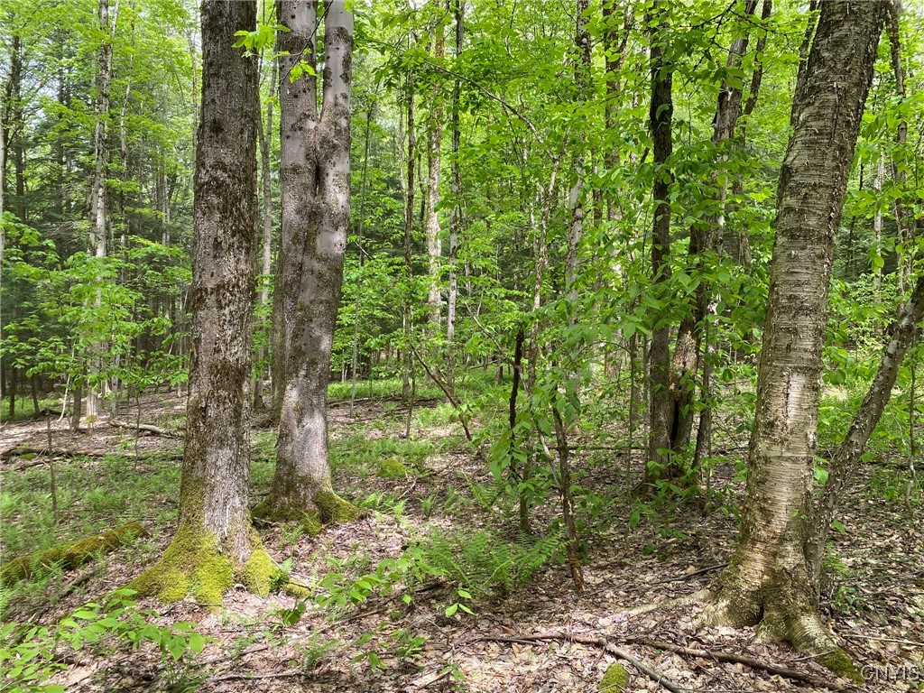 White Road, Parish, New York image 15