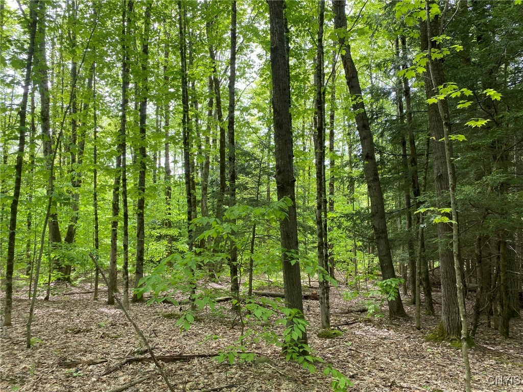 White Road, Parish, New York image 8