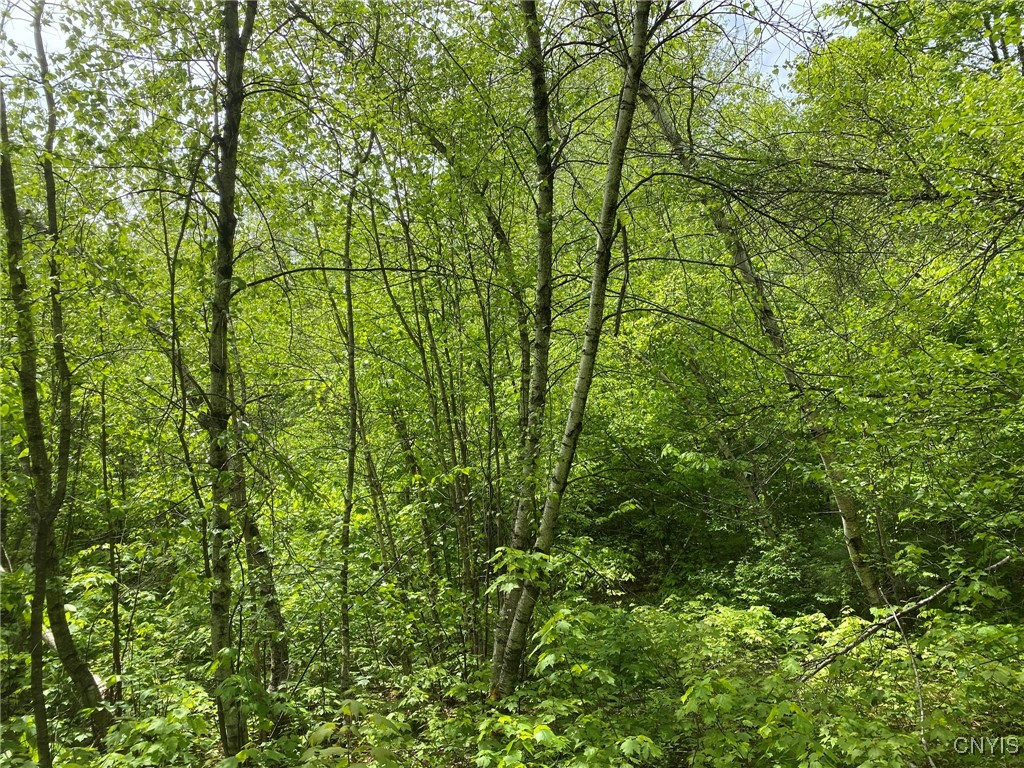 White Road, Parish, New York image 13