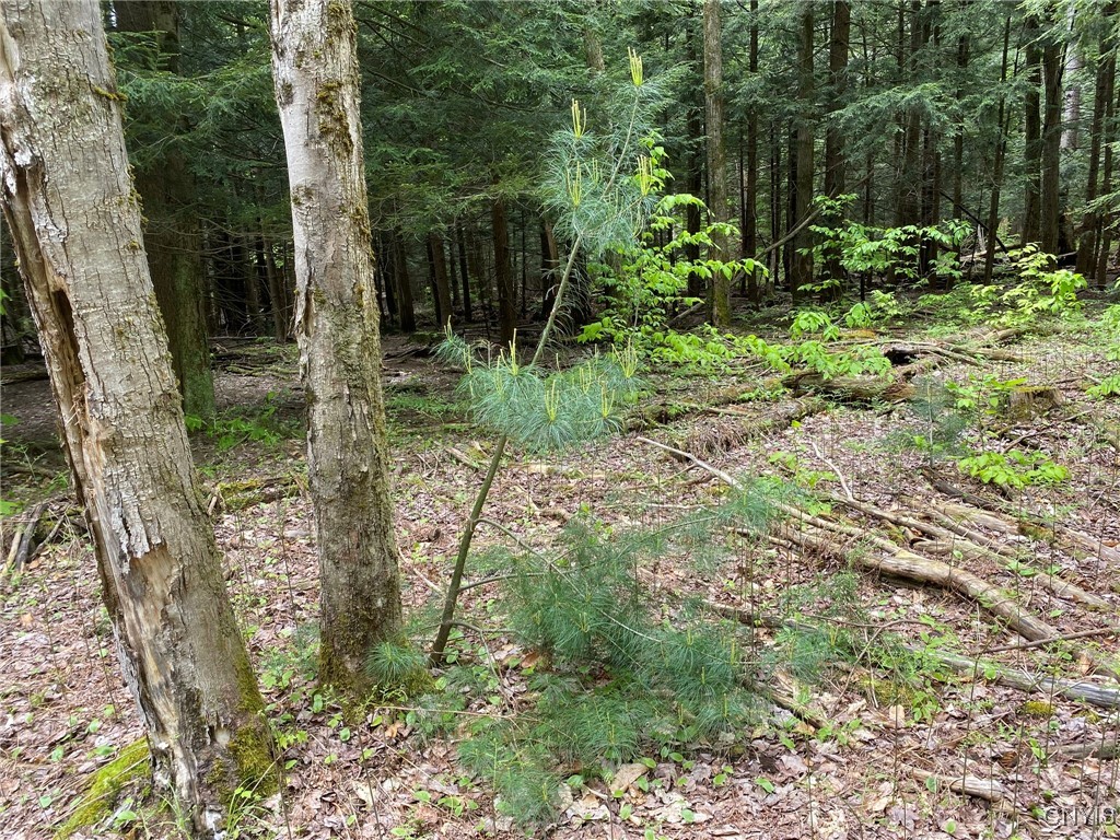 White Road, Parish, New York image 22