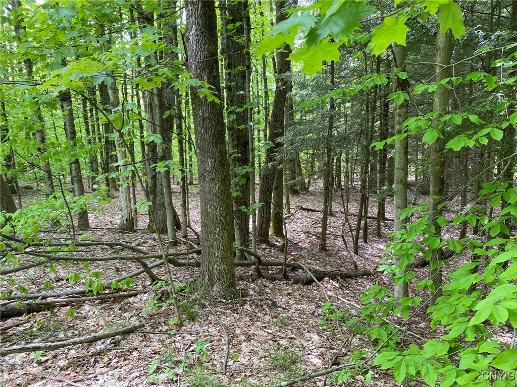 White Road, Parish, New York image 4