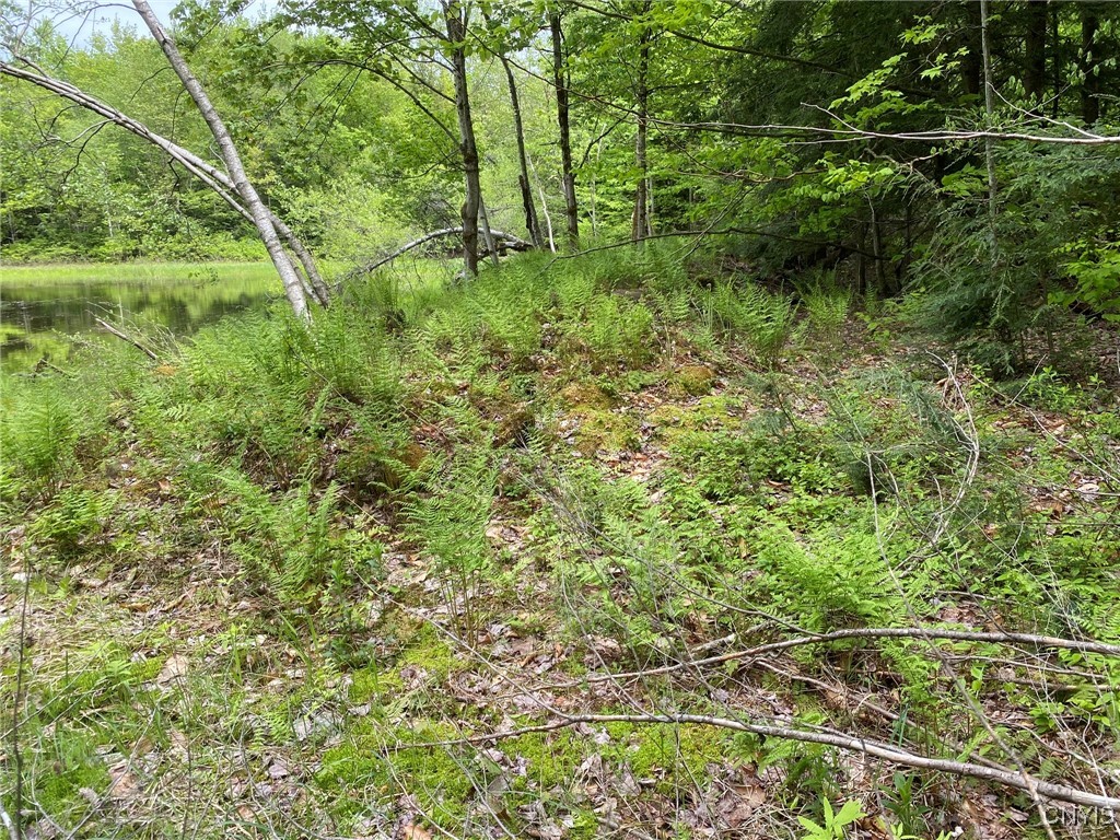 White Road, Parish, New York image 19