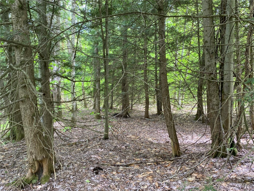 White Road, Parish, New York image 18