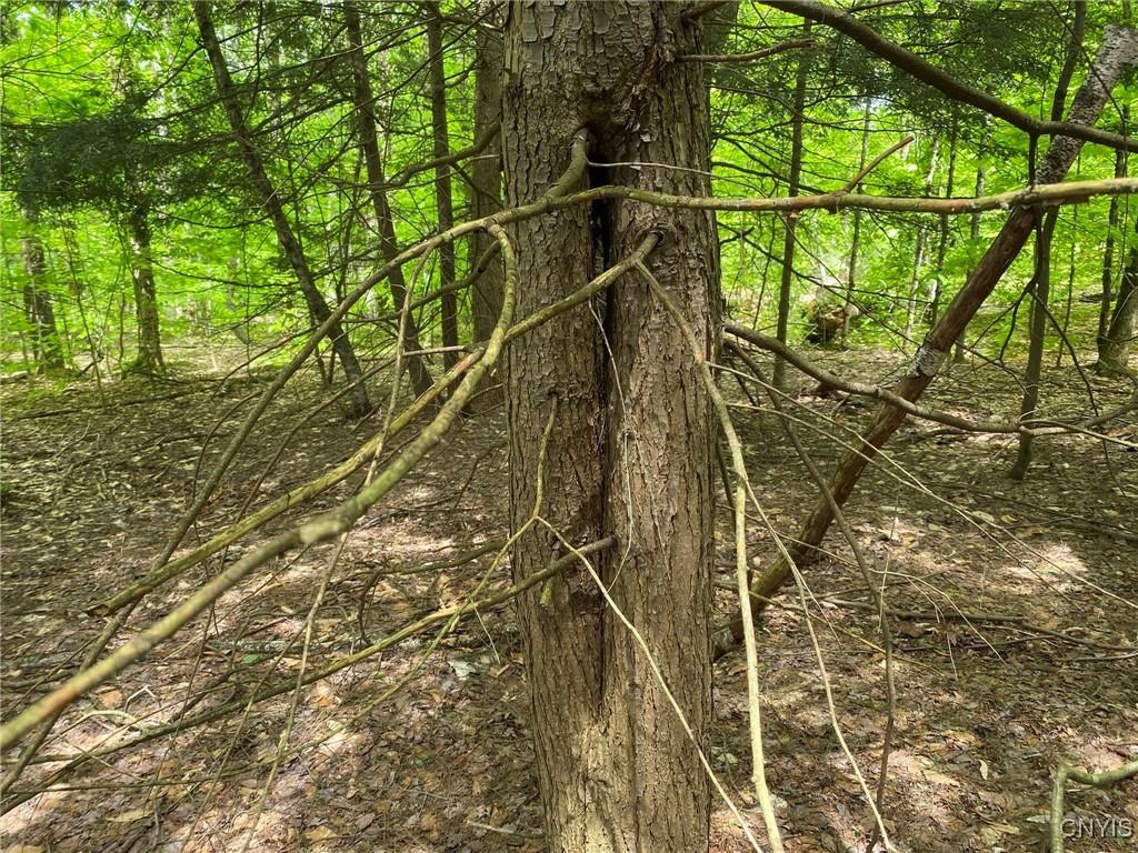 White Road, Parish, New York image 11