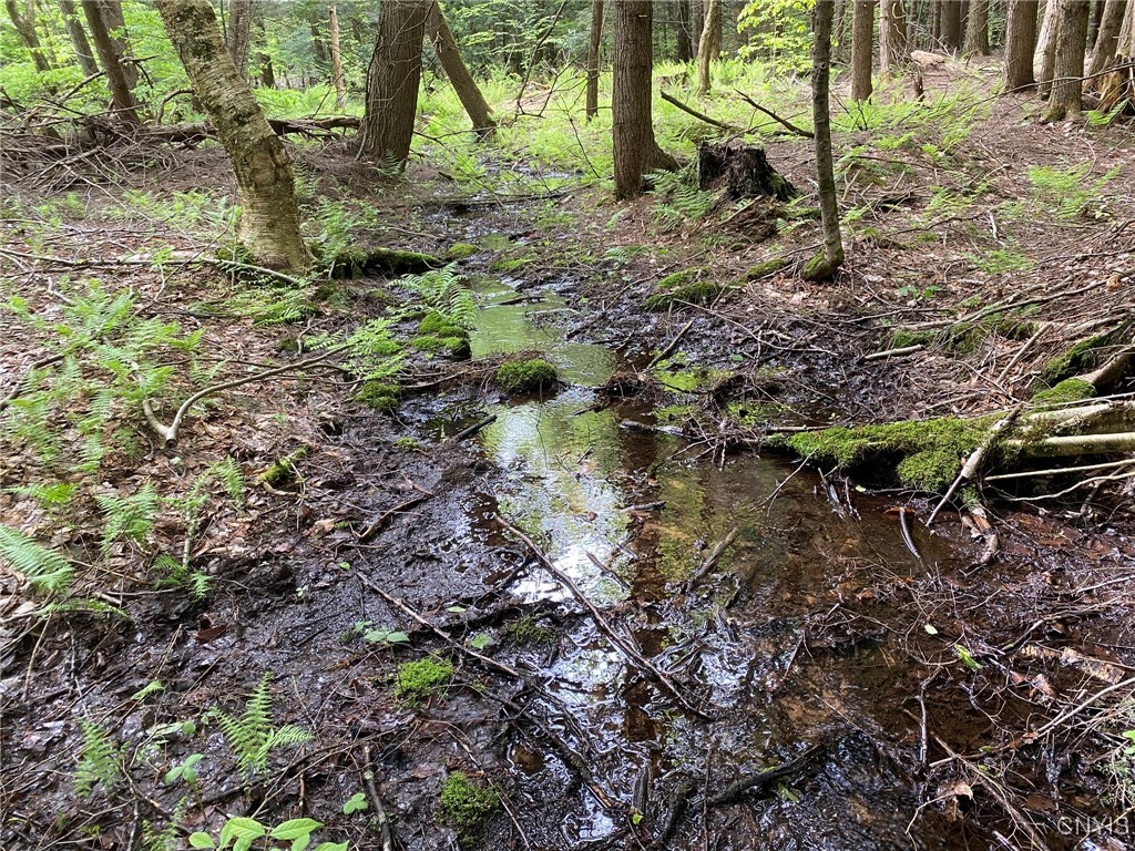 White Road, Parish, New York image 6