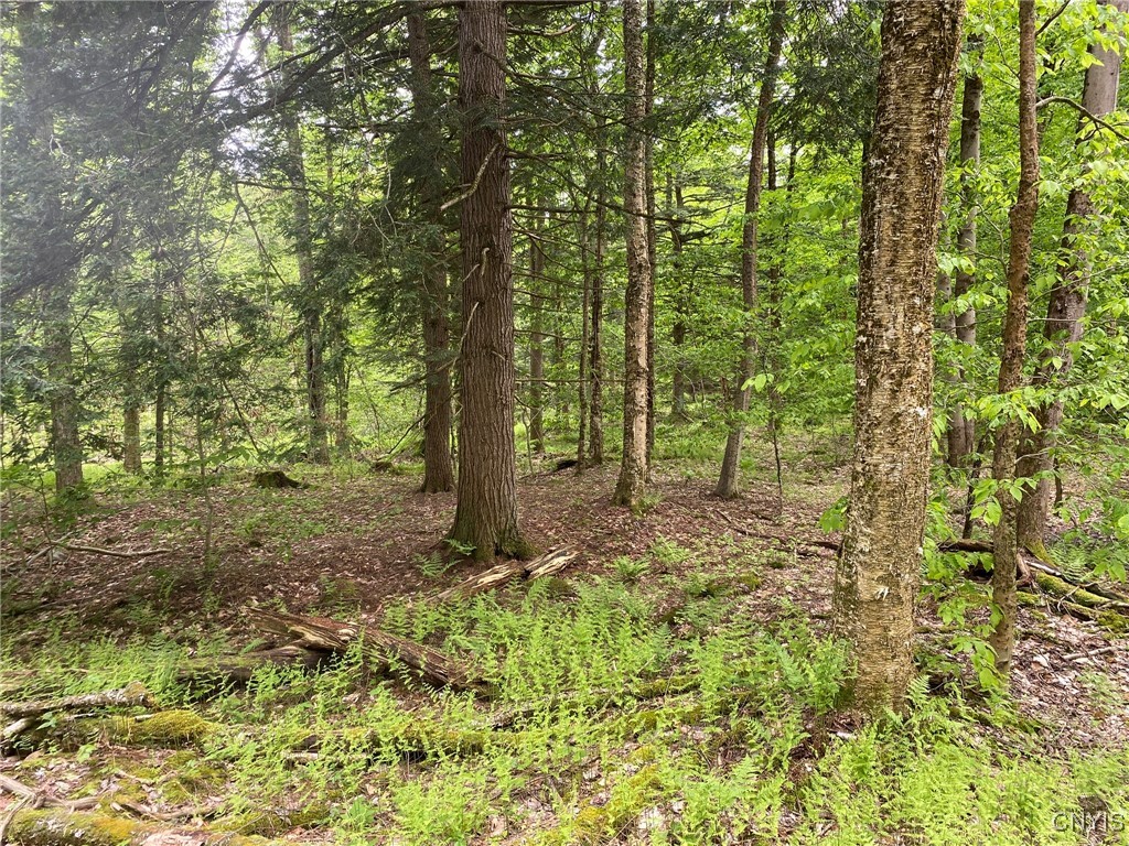 White Road, Parish, New York image 14