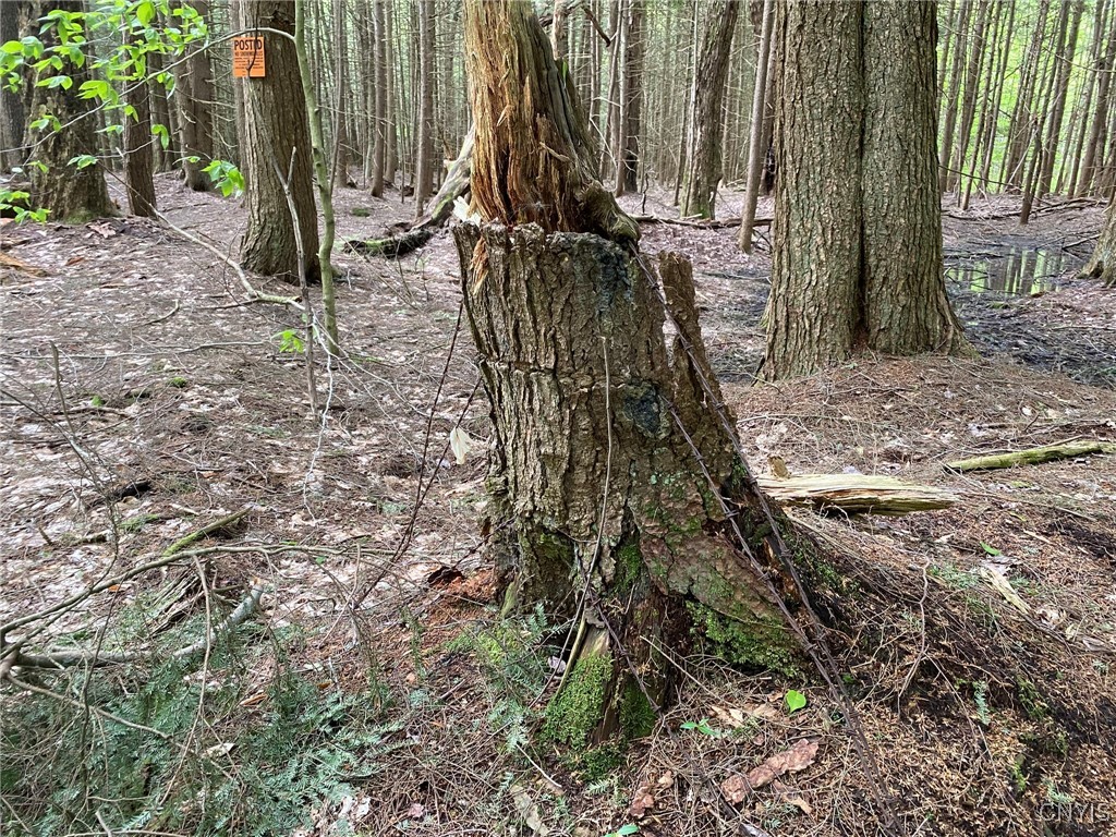 White Road, Parish, New York image 7