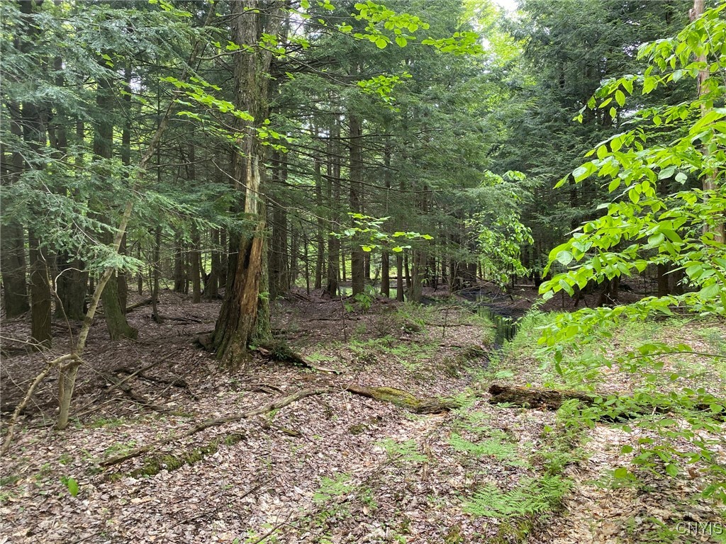 White Road, Parish, New York image 11