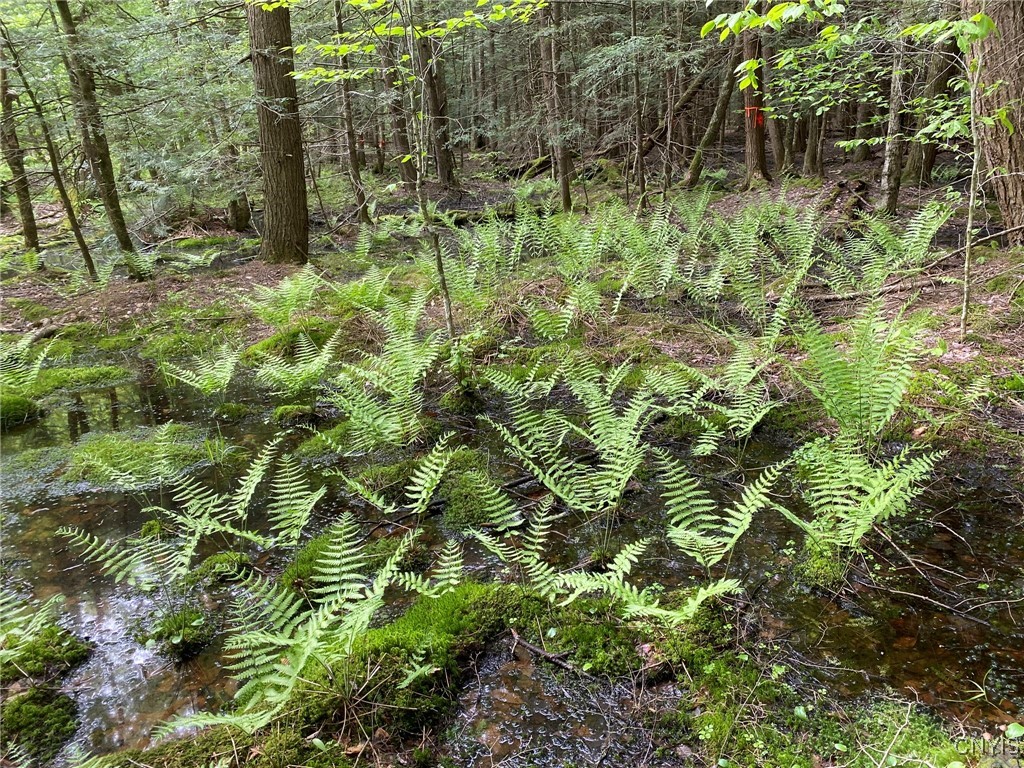 White Road, Parish, New York image 19