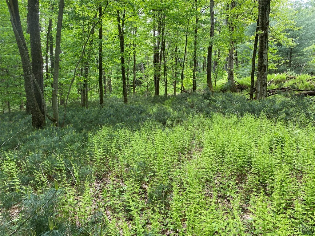 White Road, Parish, New York image 34