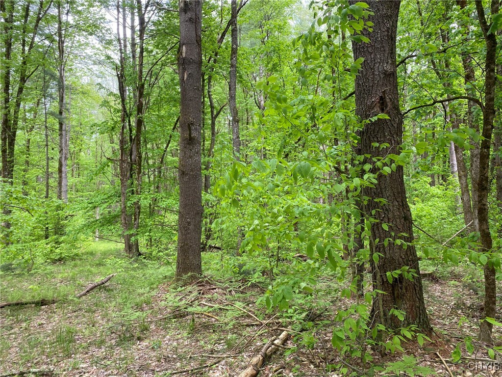 White Road, Parish, New York image 37