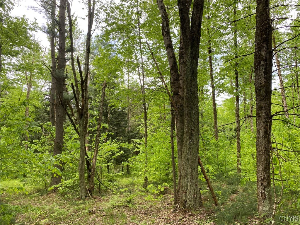 White Road, Parish, New York image 38
