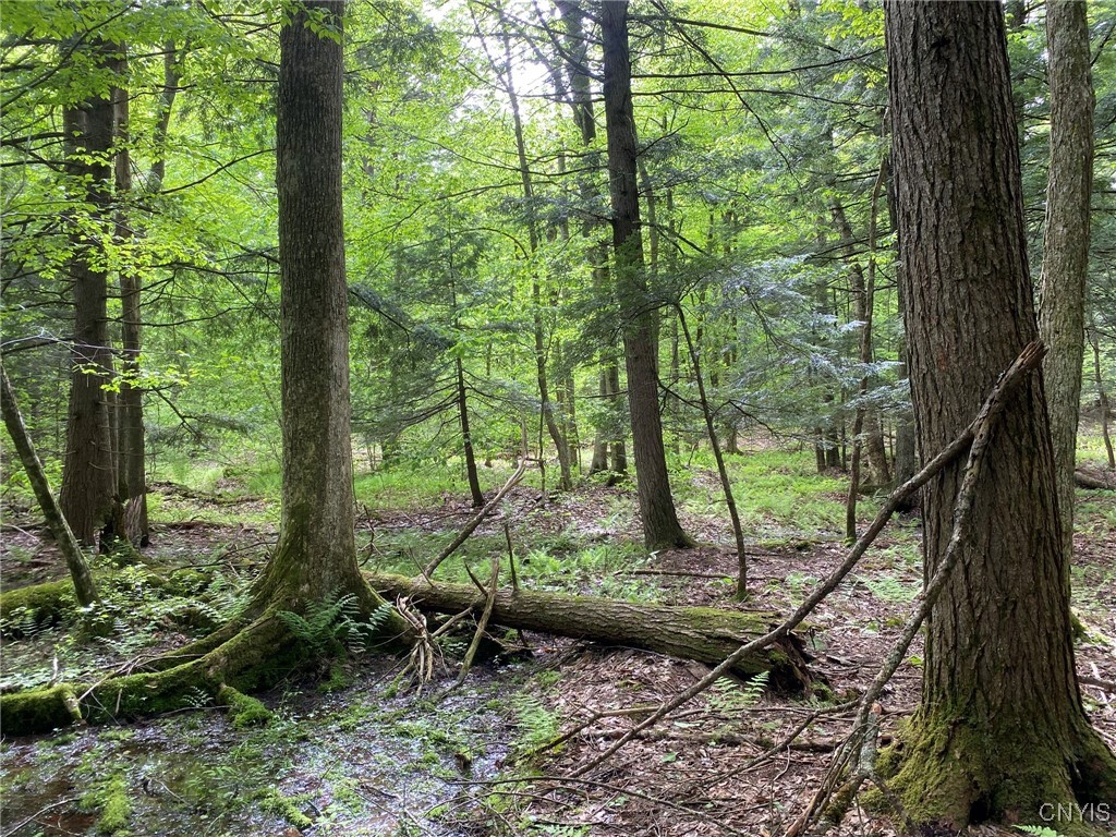 White Road, Parish, New York image 18