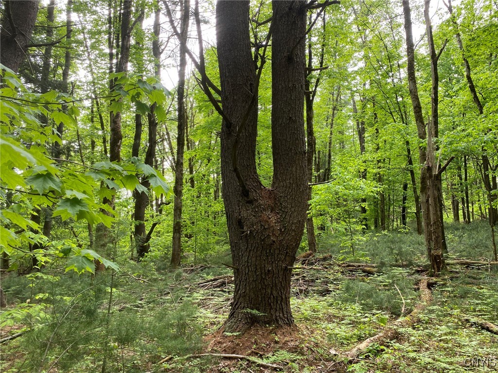White Road, Parish, New York image 33