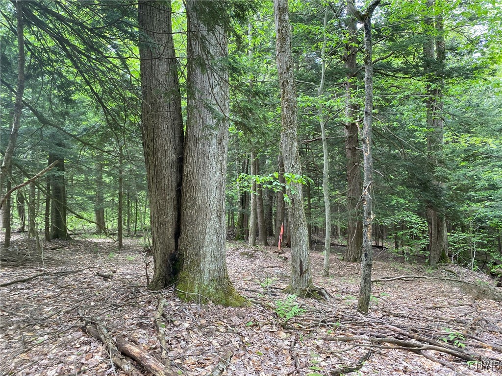 White Road, Parish, New York image 45