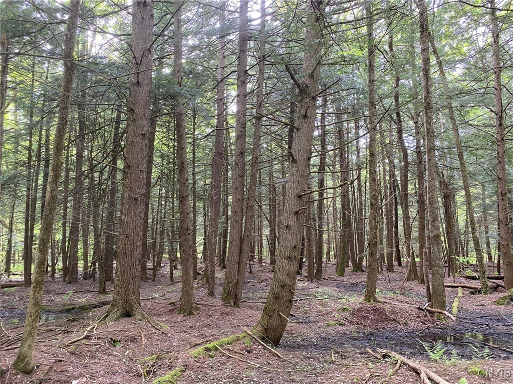 White Road, Parish, New York image 10