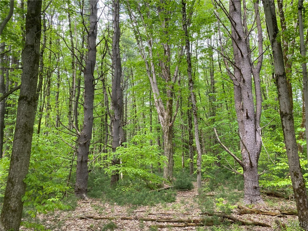 White Road, Parish, New York image 31