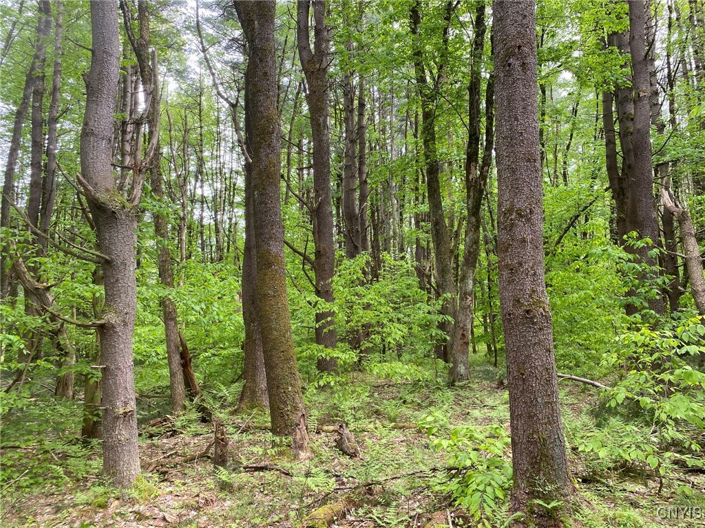White Road, Parish, New York image 41