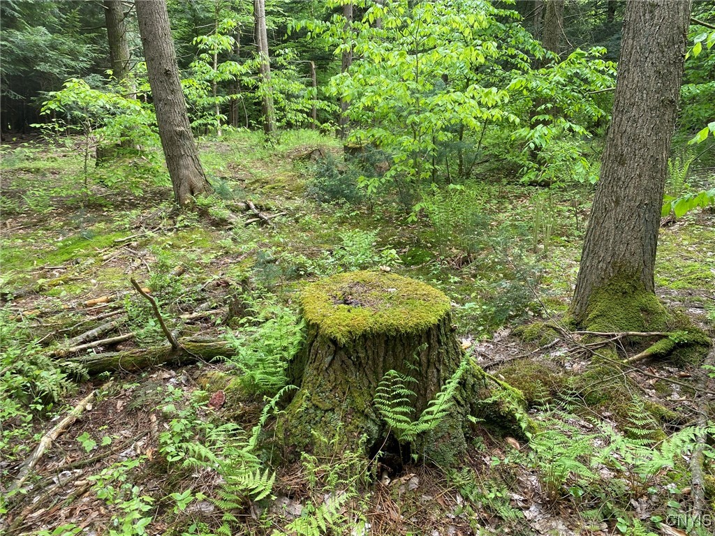 White Road, Parish, New York image 43