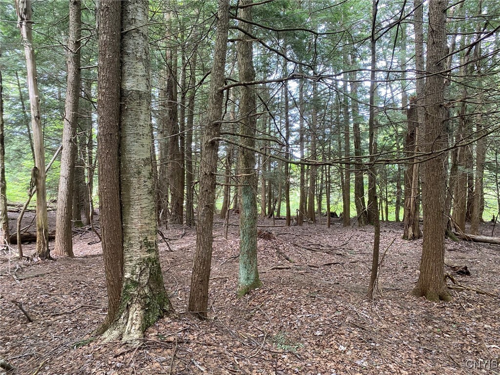 White Road, Parish, New York image 8