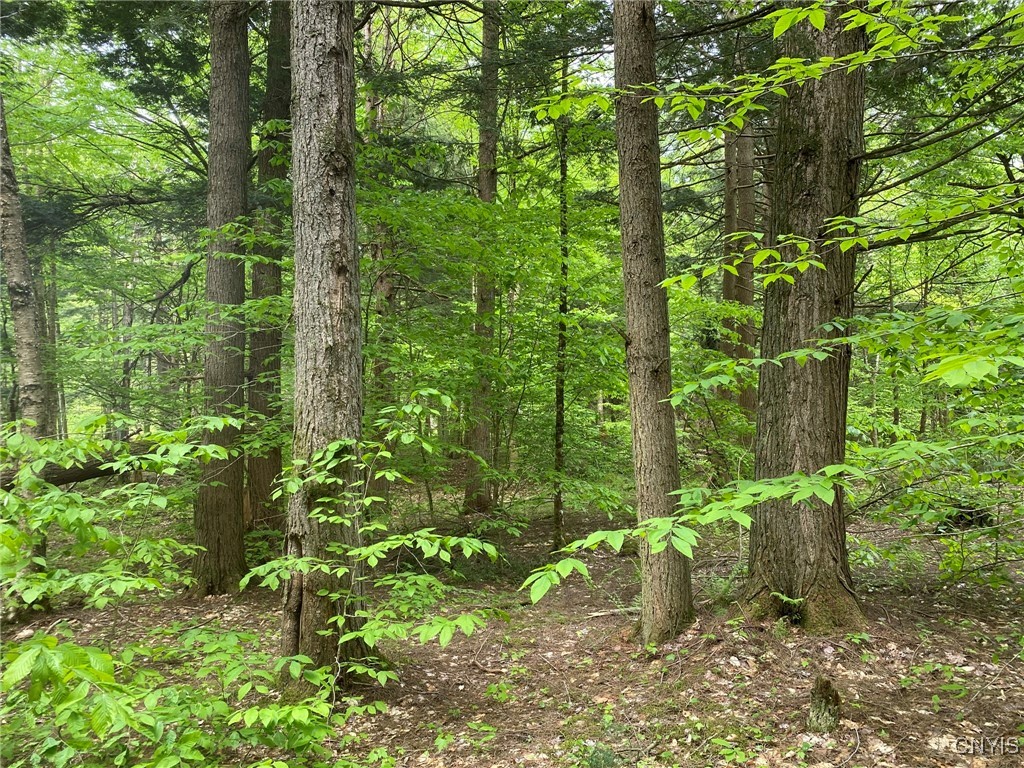 White Road, Parish, New York image 17