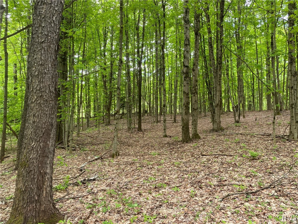 White Road, Parish, New York image 8