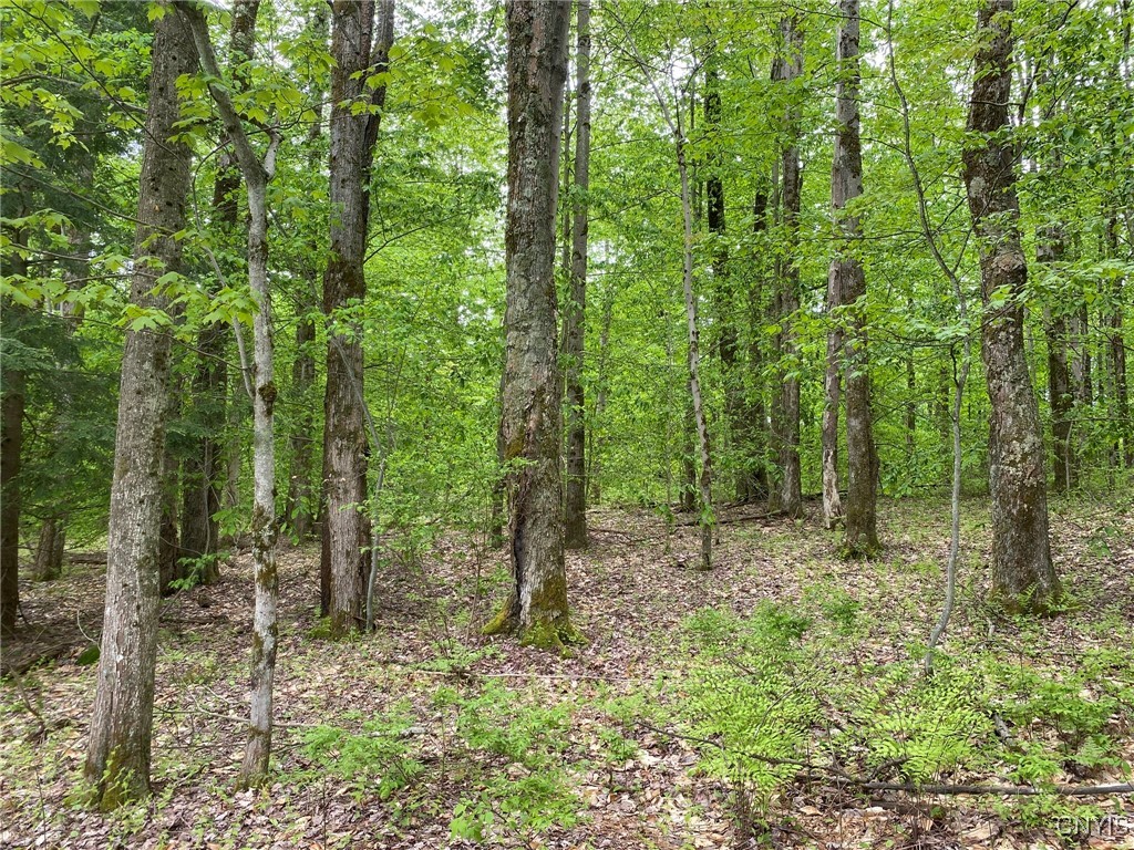 White Road, Parish, New York image 13
