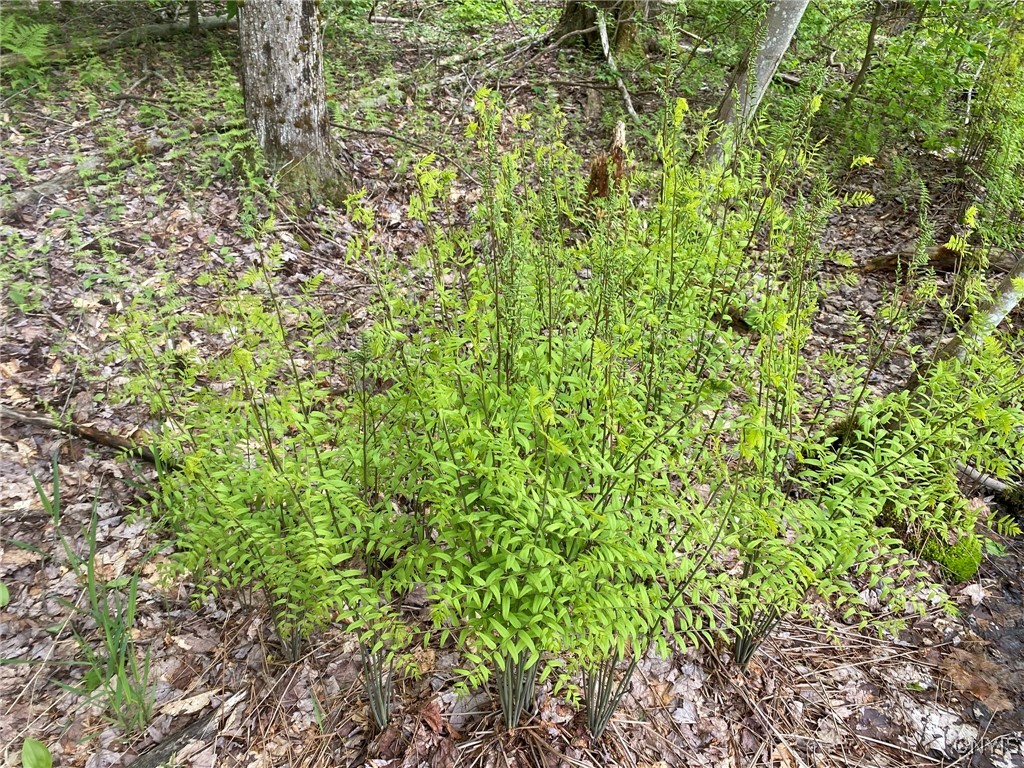 White Road, Parish, New York image 11