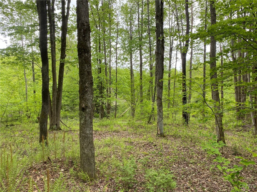 White Road, Parish, New York image 15
