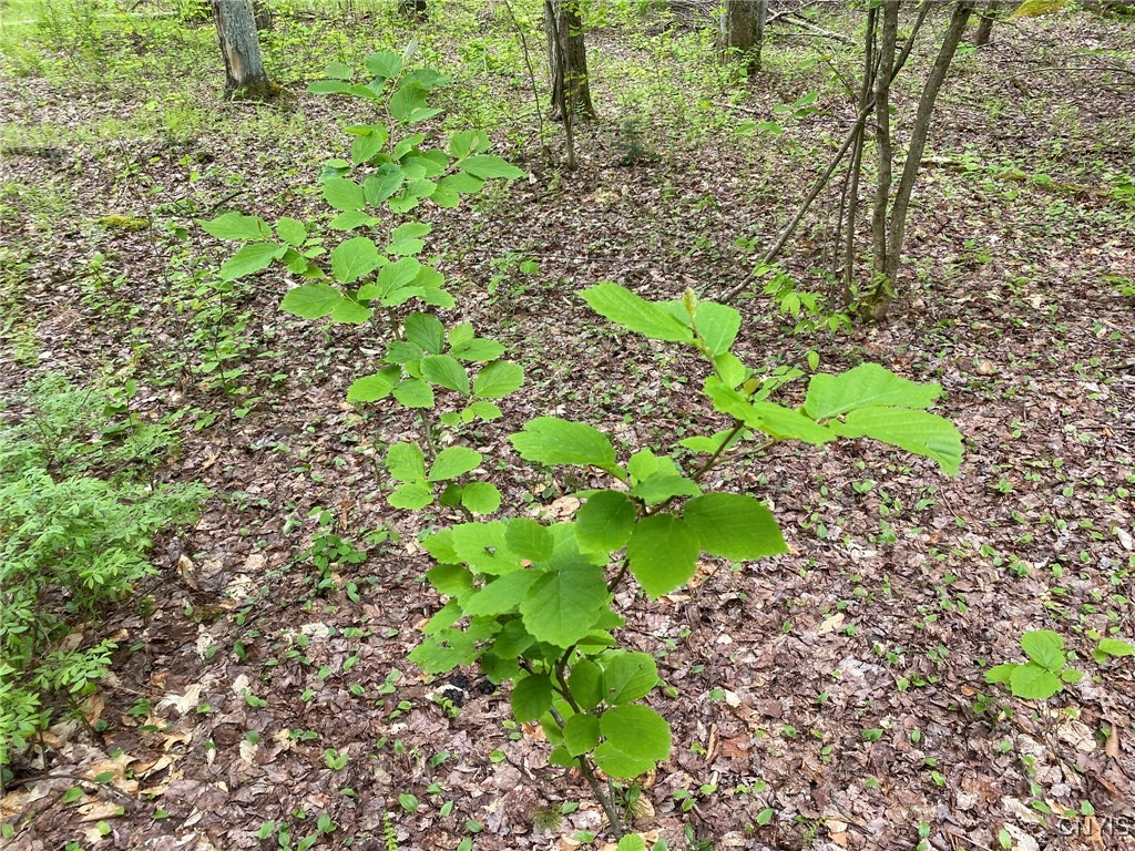 White Road, Parish, New York image 16