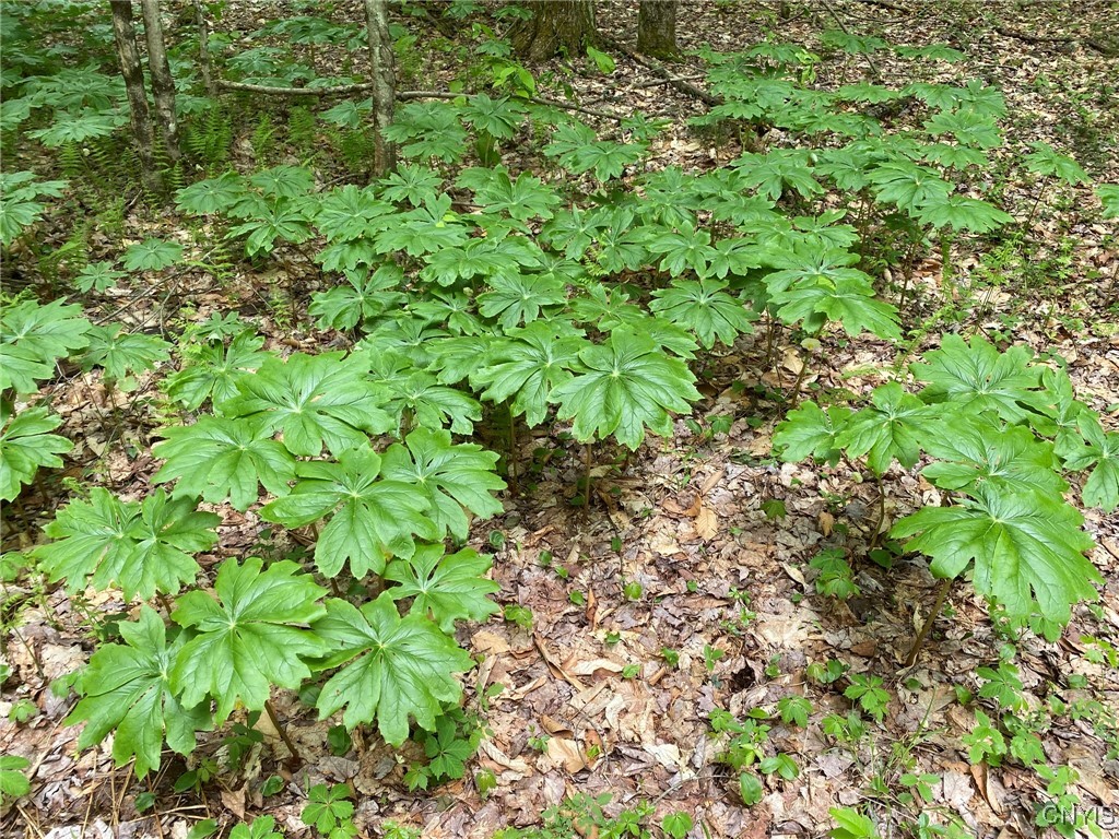 White Road, Parish, New York image 33