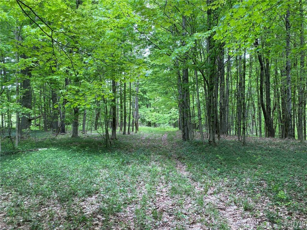 White Road, Parish, New York image 3