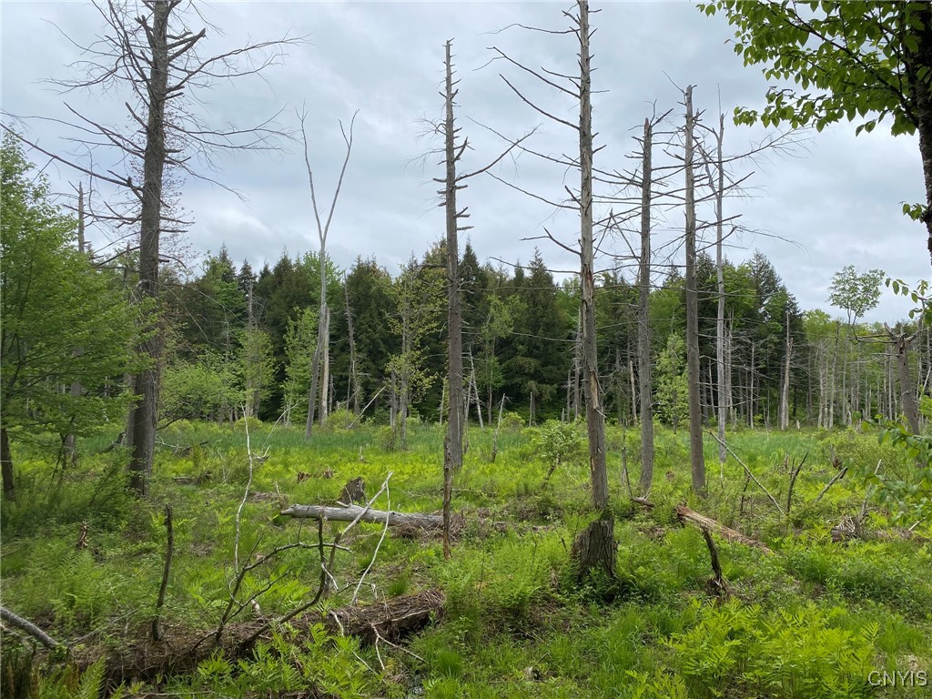 White Road, Parish, New York image 25