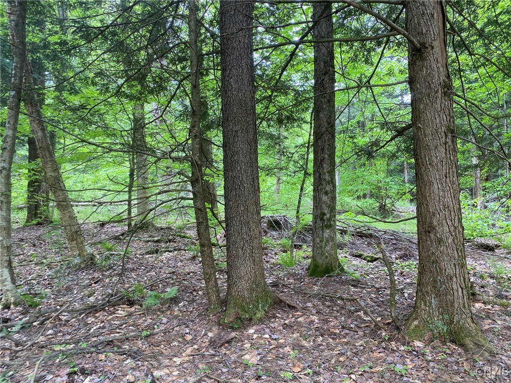 White Road, Parish, New York image 23