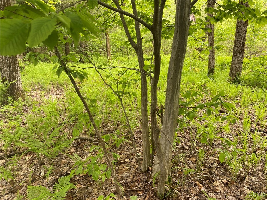 White Road, Parish, New York image 10