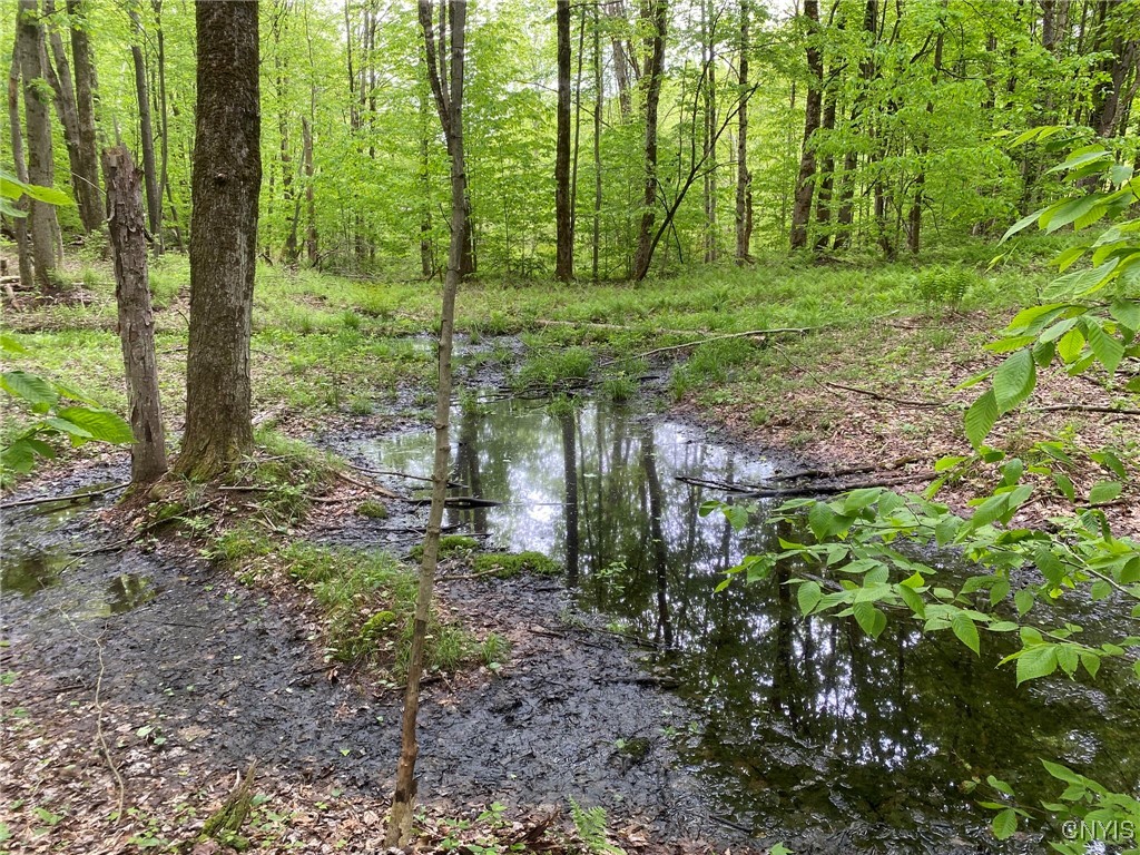 White Road, Parish, New York image 7