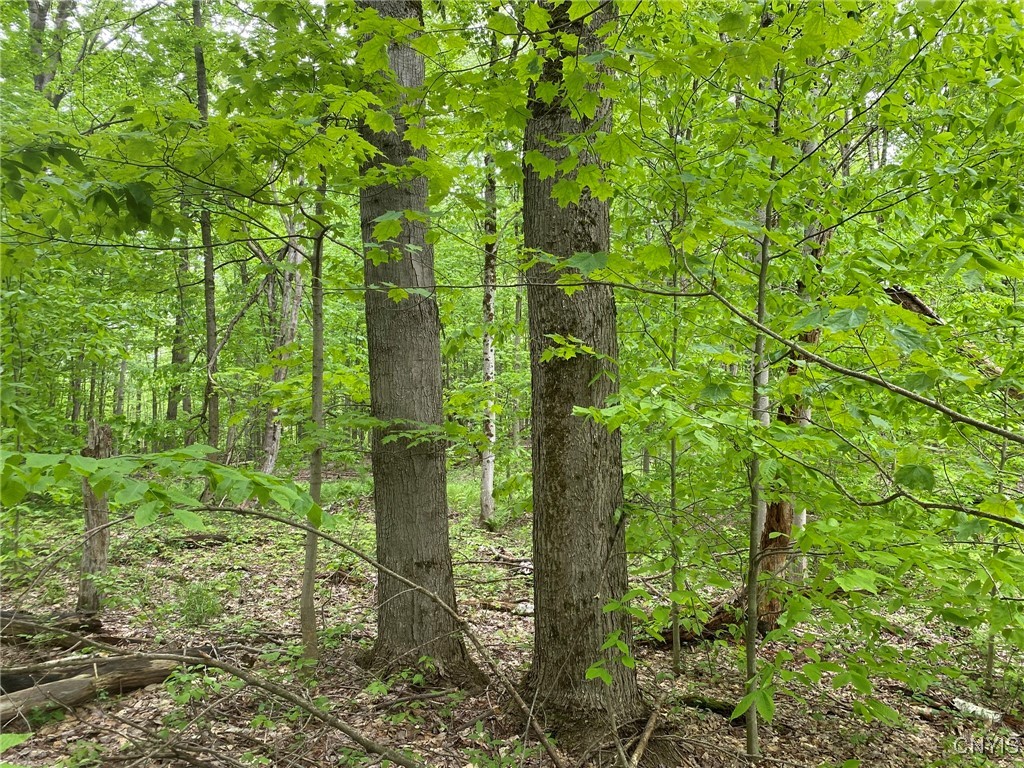 White Road, Parish, New York image 9