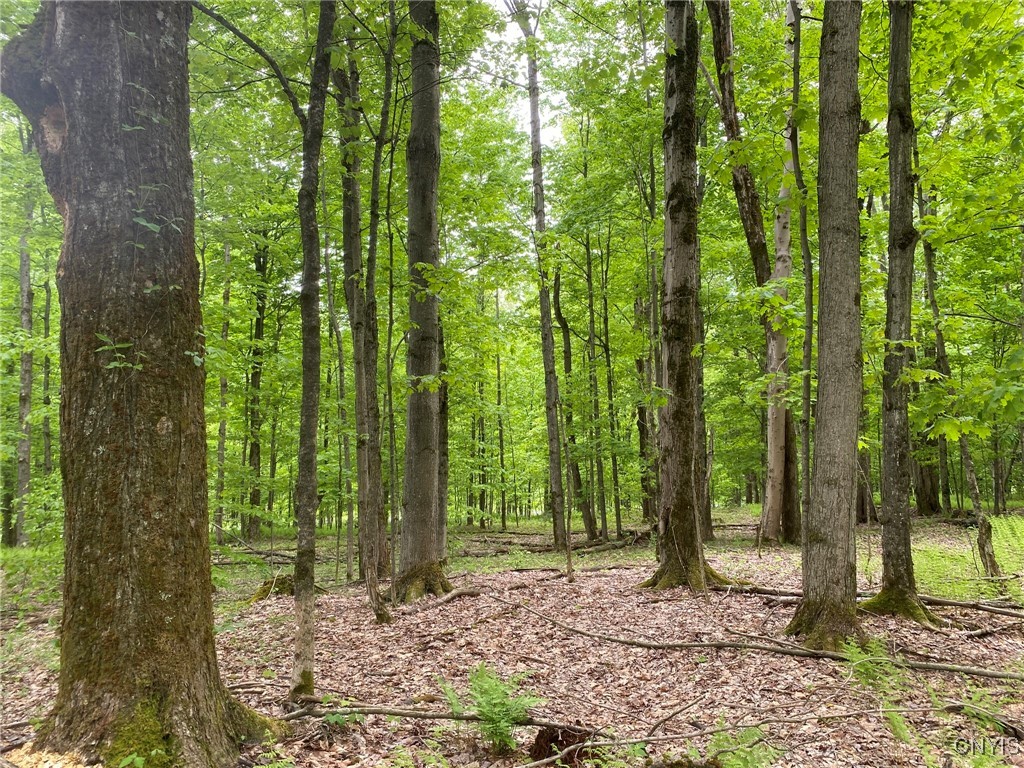 White Road, Parish, New York image 40