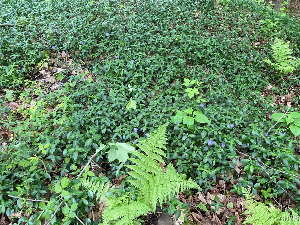 White Road, Parish, New York image 6