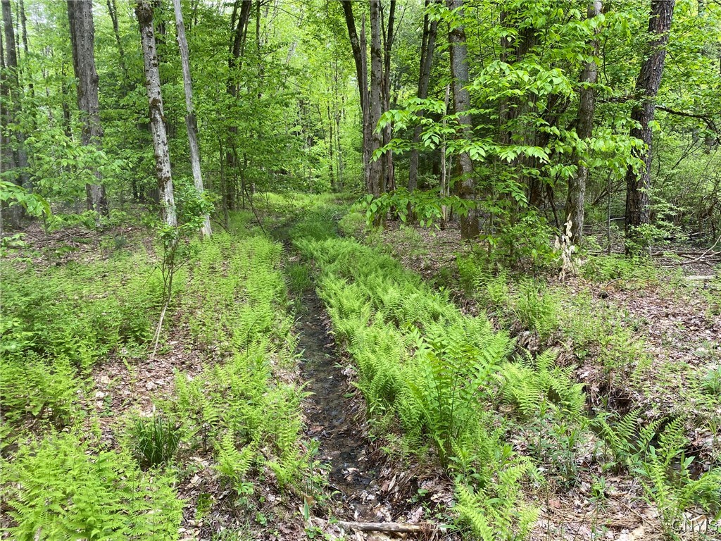White Road, Parish, New York image 39