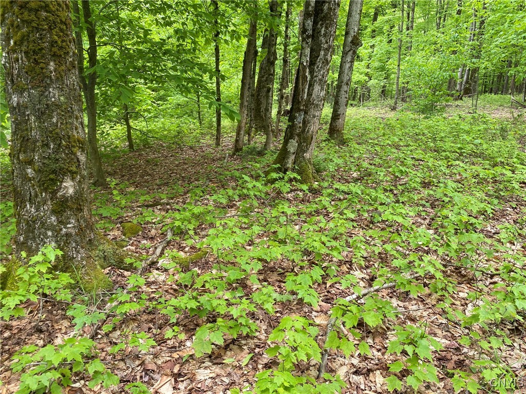 White Road, Parish, New York image 38