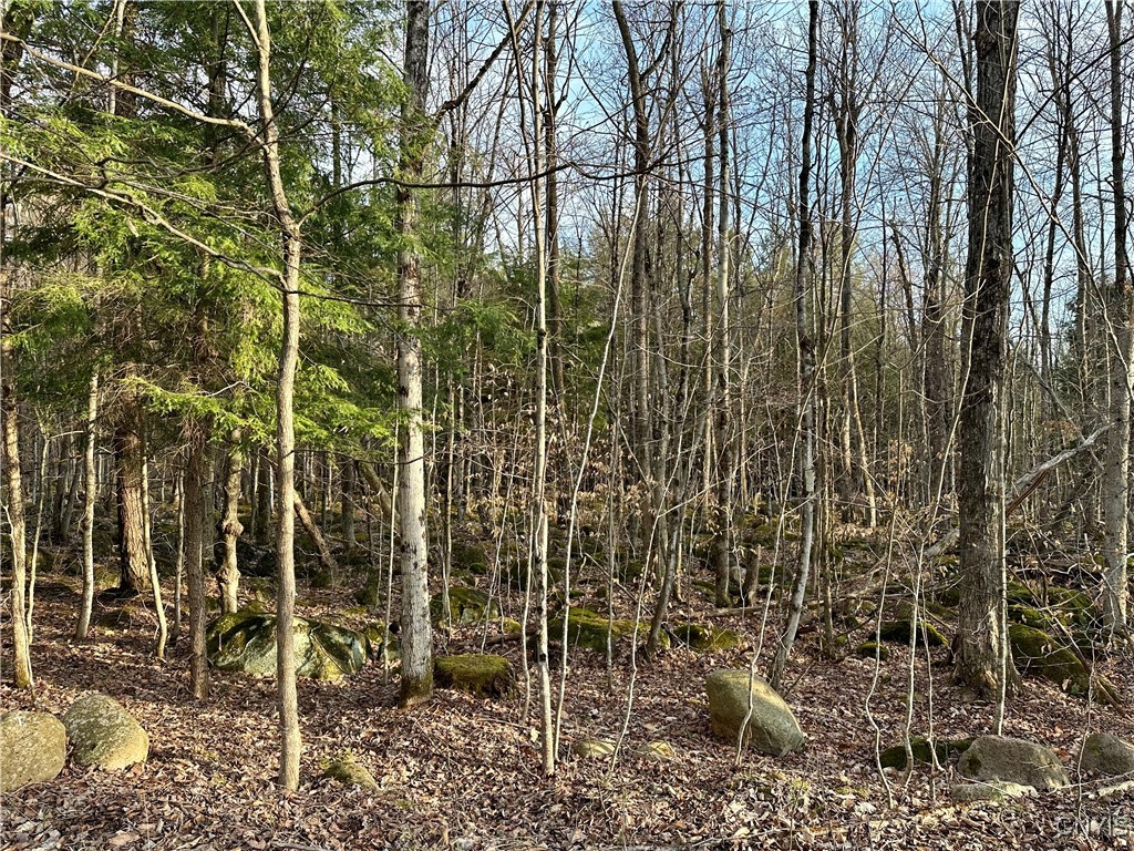 Nortonville Road, Greig, New York image 8