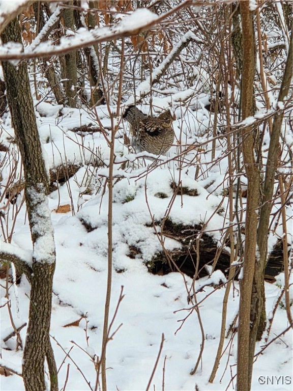 Wilna, New York 13619, United States, ,Land,Active,242470