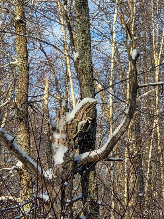 Wilna, New York 13619, United States, ,Land,Active,242470