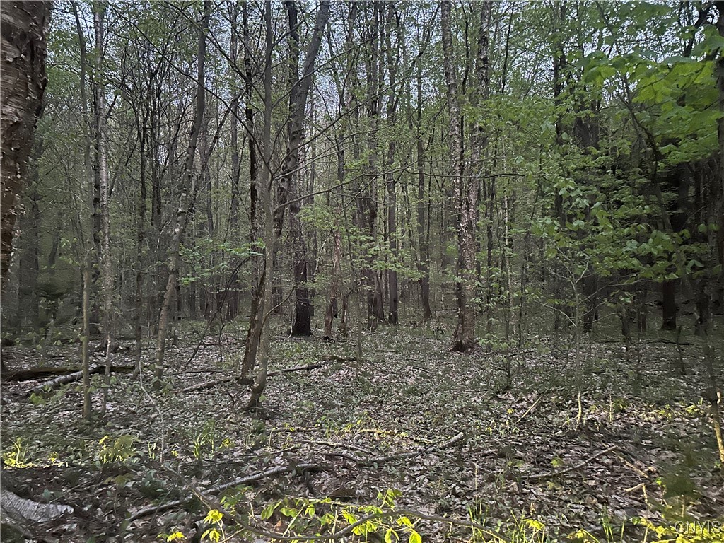 Otter Creek Trail, Greig, New York image 3