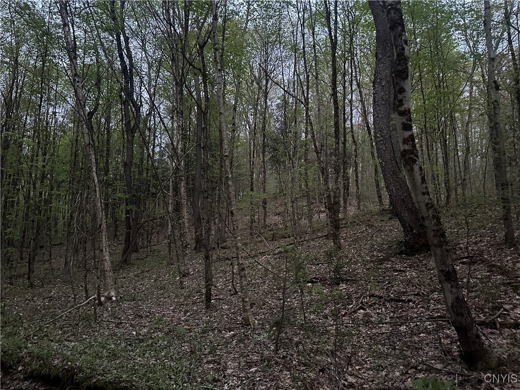 Otter Creek Trail, Greig, New York image 7